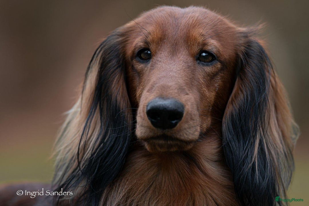 Teckel (langhaar) honden te koop: Eén pup beschikbaar Standaard langhaar teckel pups - Advertentie 19