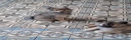 Keeshond honden te koop: Mittelspitz puppy's - Advertentie 7