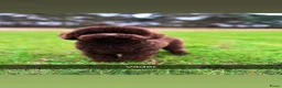 Kruising honden te koop: Toy/dwerg poedel pups - Advertentie 5
