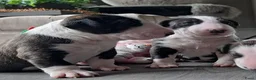 Bull Terriër honden te koop: Standaard bull terriër uit gekeurde ouders met fci - Advertentie 7