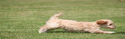 Maltipoo honden te koop: Leuke Maltipoo pups - Advertentie 14