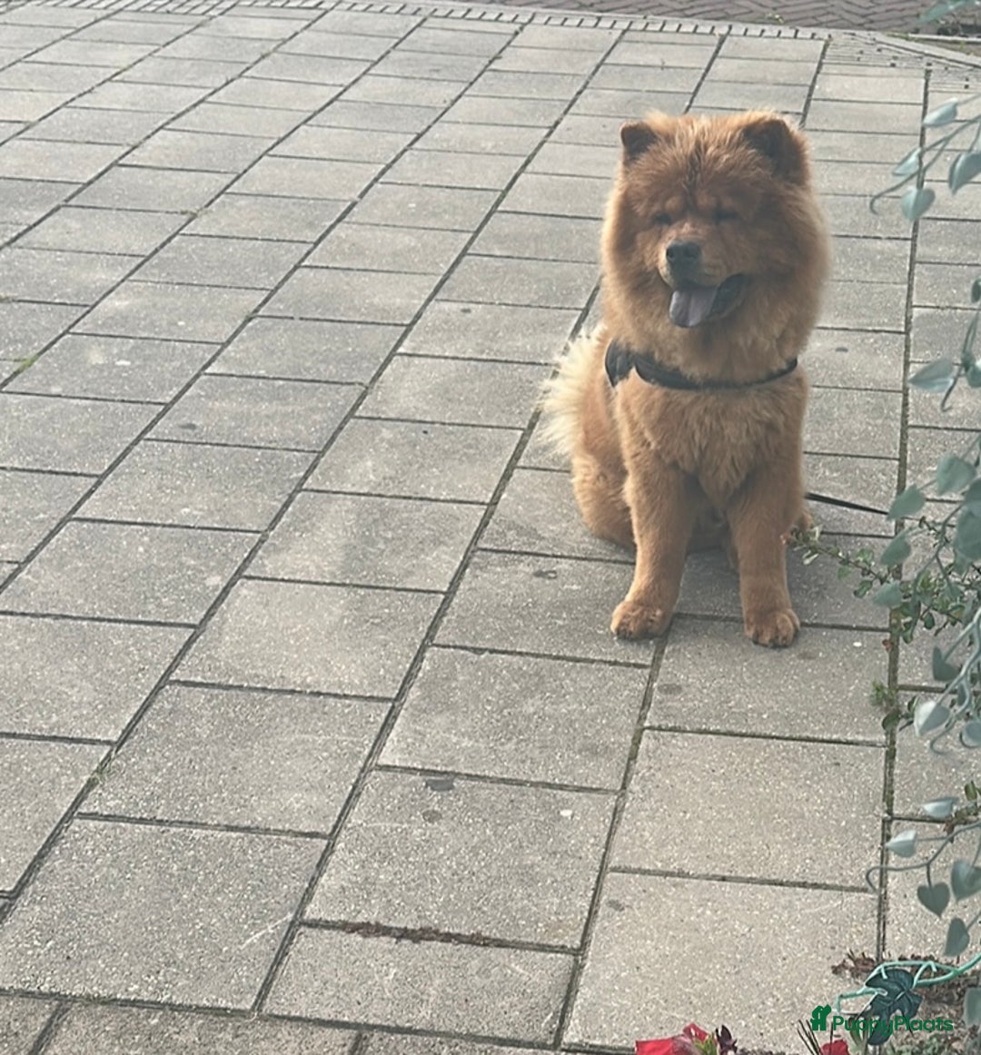 Chow Chow honden ter dekking: Dekreu Chow Chow Bobbie - Advertentie 3