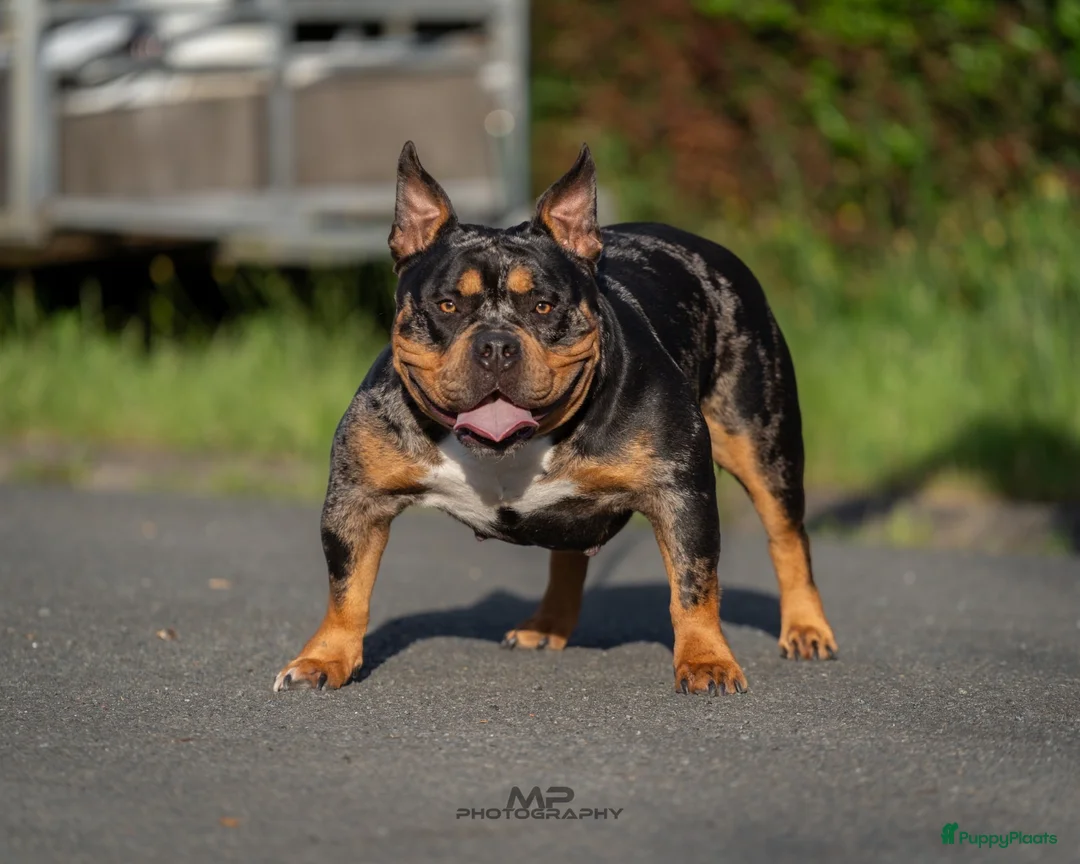 Amerikaanse Bully honden te koop: American Bully pocket pups verwacht  - Advertentie 2