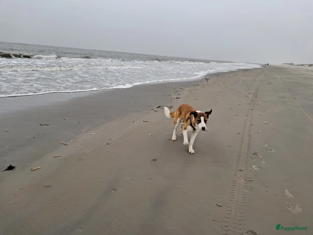 Kruising honden ter adoptie: Nieuw thuis gezocht voor onze lieve rustige pup. - Advertentie 5