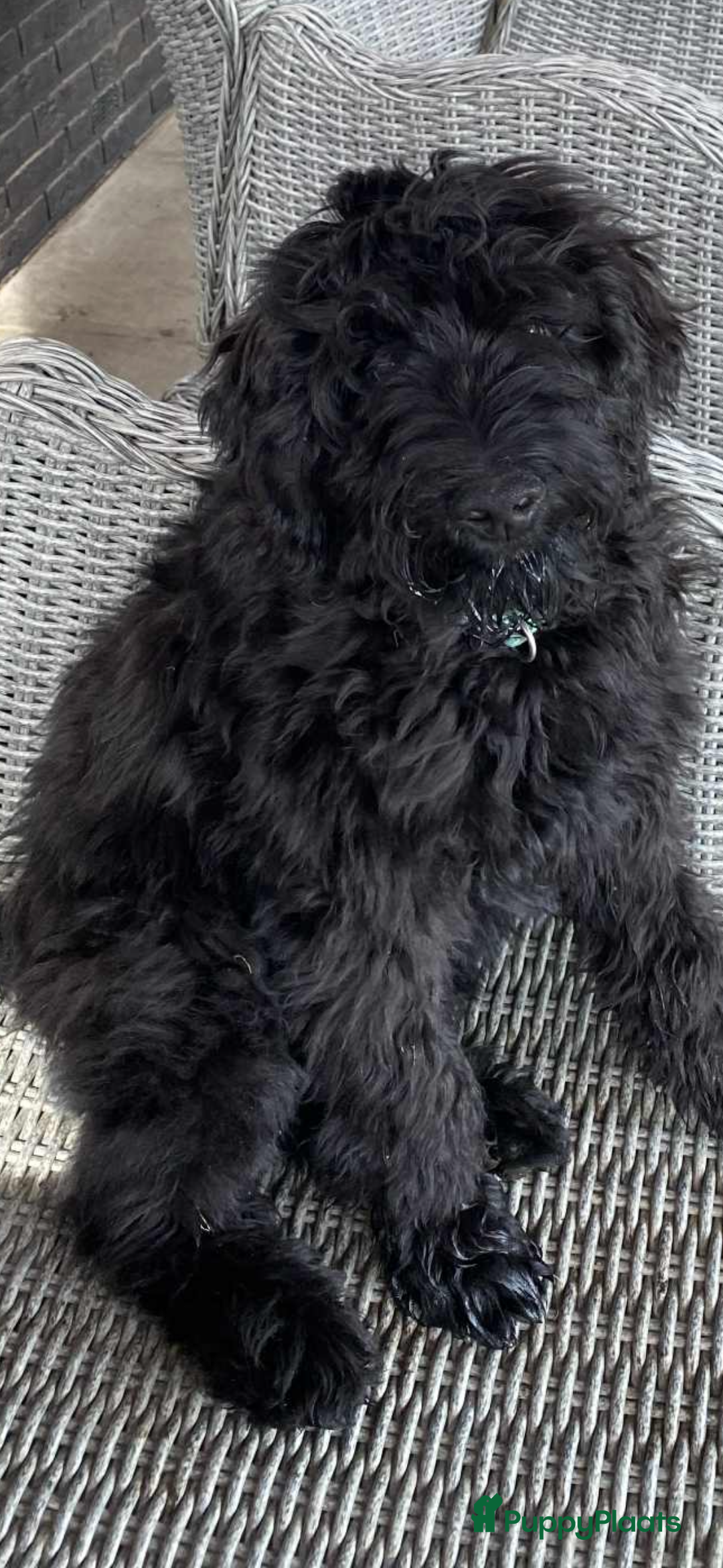 Labradoodle honden te koop: Supermooie labradoodles - Afbeelding 15