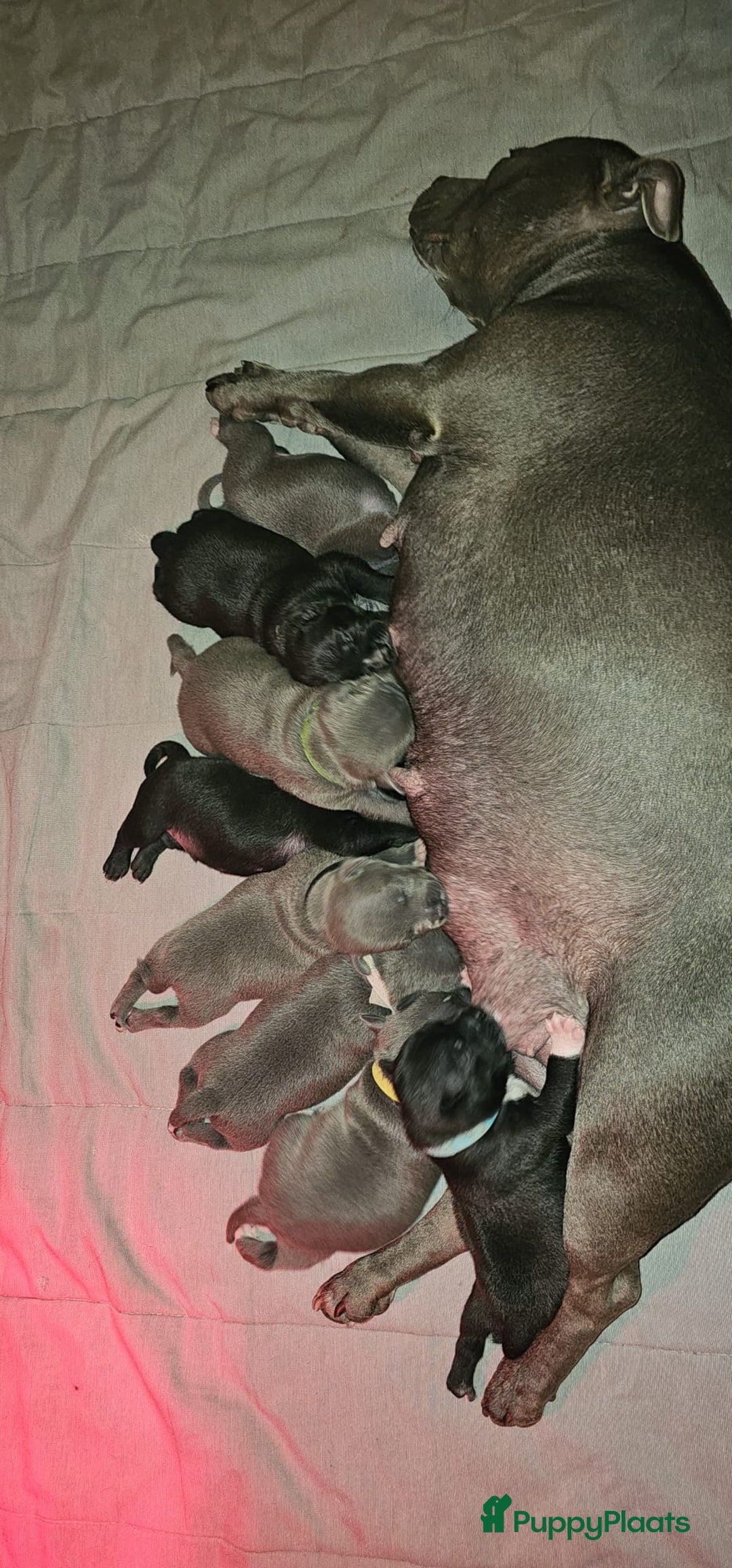 Engelse Stafford honden te koop: Engelse Staffordshire Bull terrier, Laatse Pup! - Advertentie 15