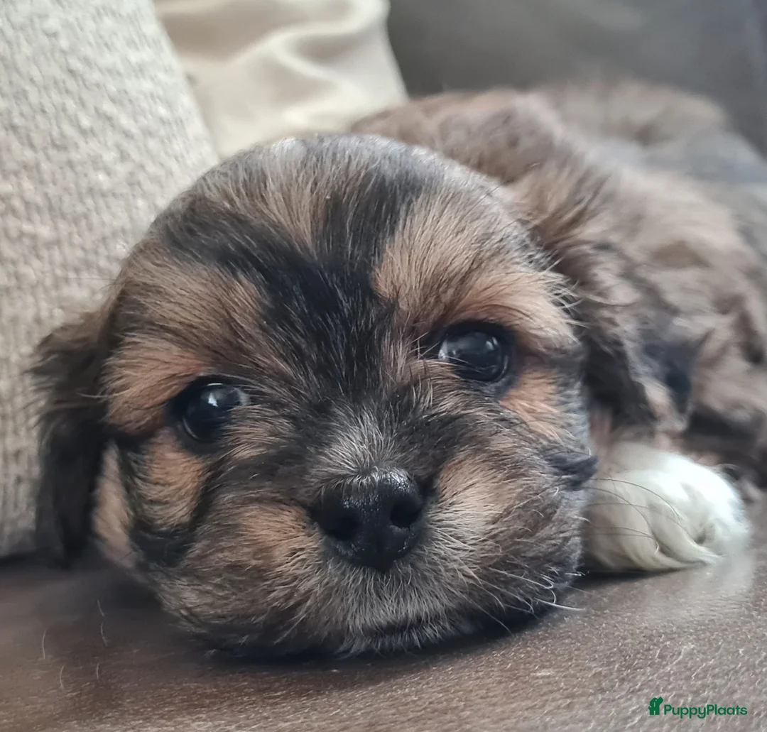 Kruising honden te koop: Prachtige lieve shipom pups - Advertentie 15