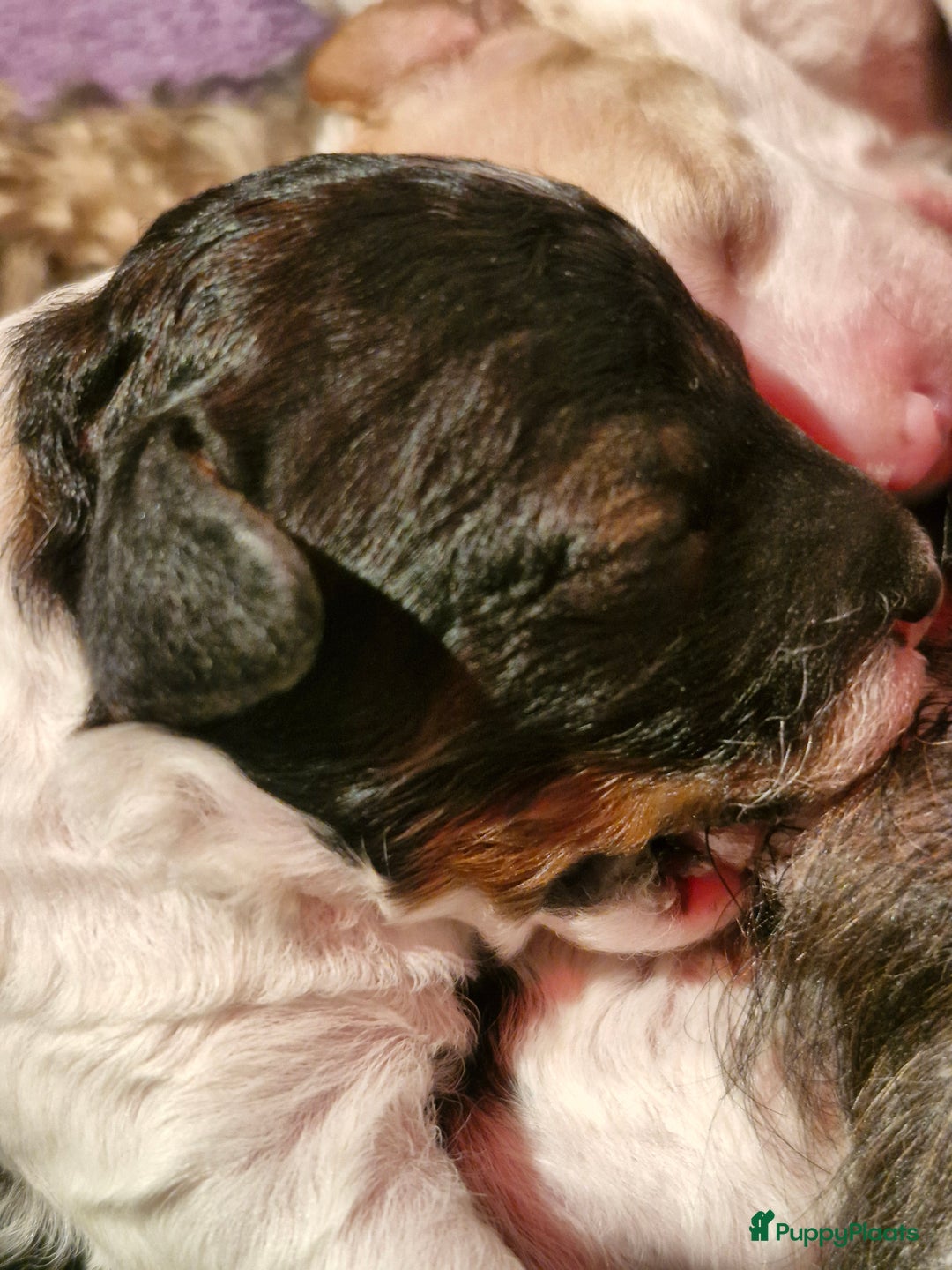 Poedel Toy honden te koop: 3 toy poedel reutjes - Advertentie 6