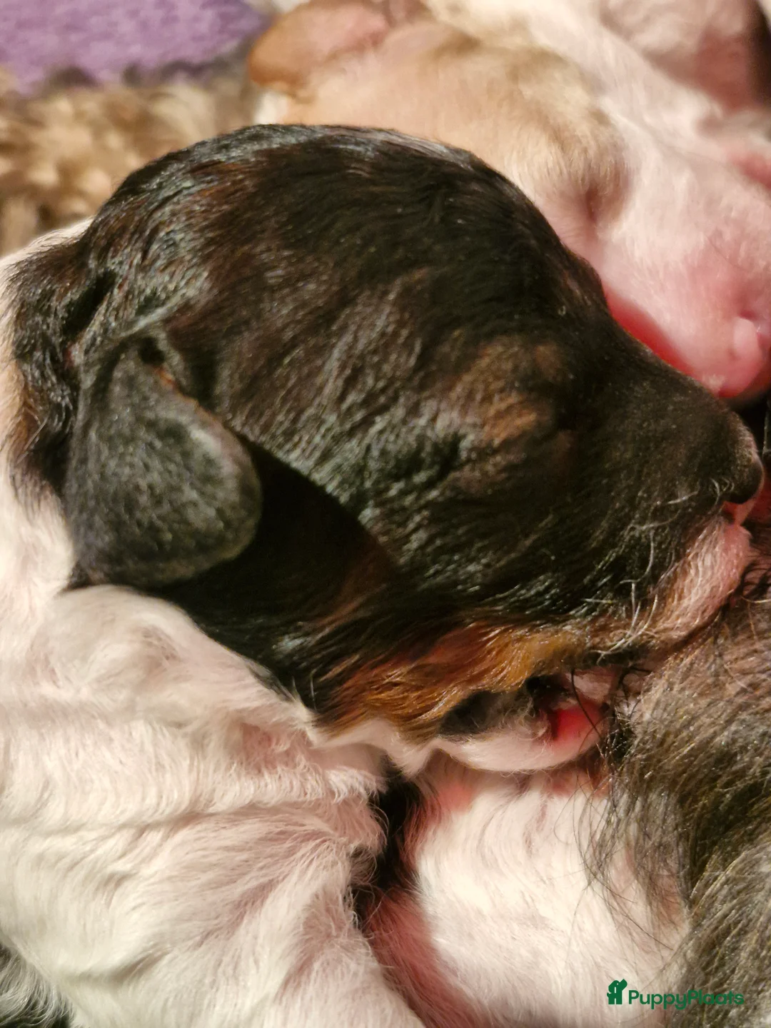 Poedel Toy honden te koop: 3 toy poedel reutjes - Advertentie 6