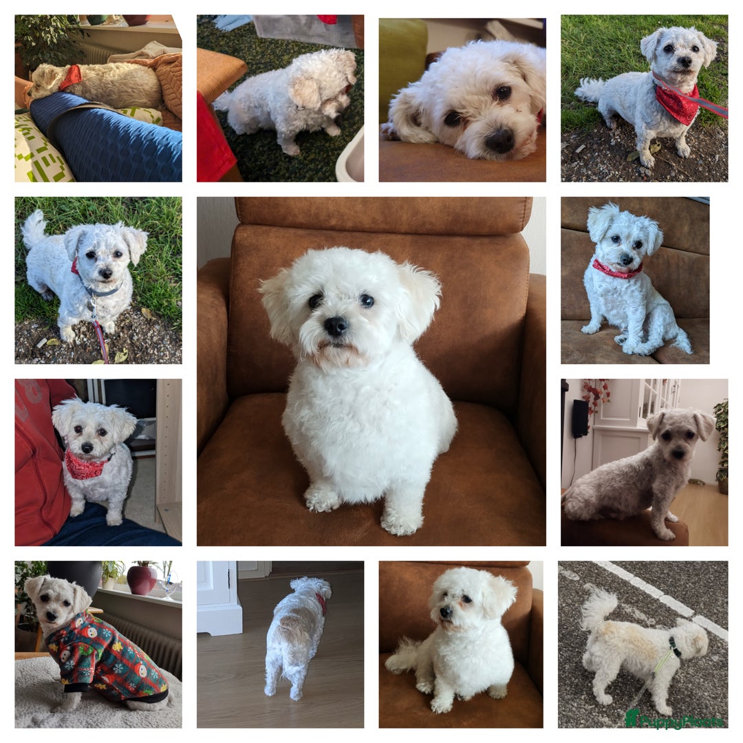 Maltipoo honden te koop: Maltipoo F1b worden rond kerst geboren 🥰 !  - Advertentie 8