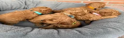 Labradoodle honden te koop: Labradoodle pups  - Advertentie 31
