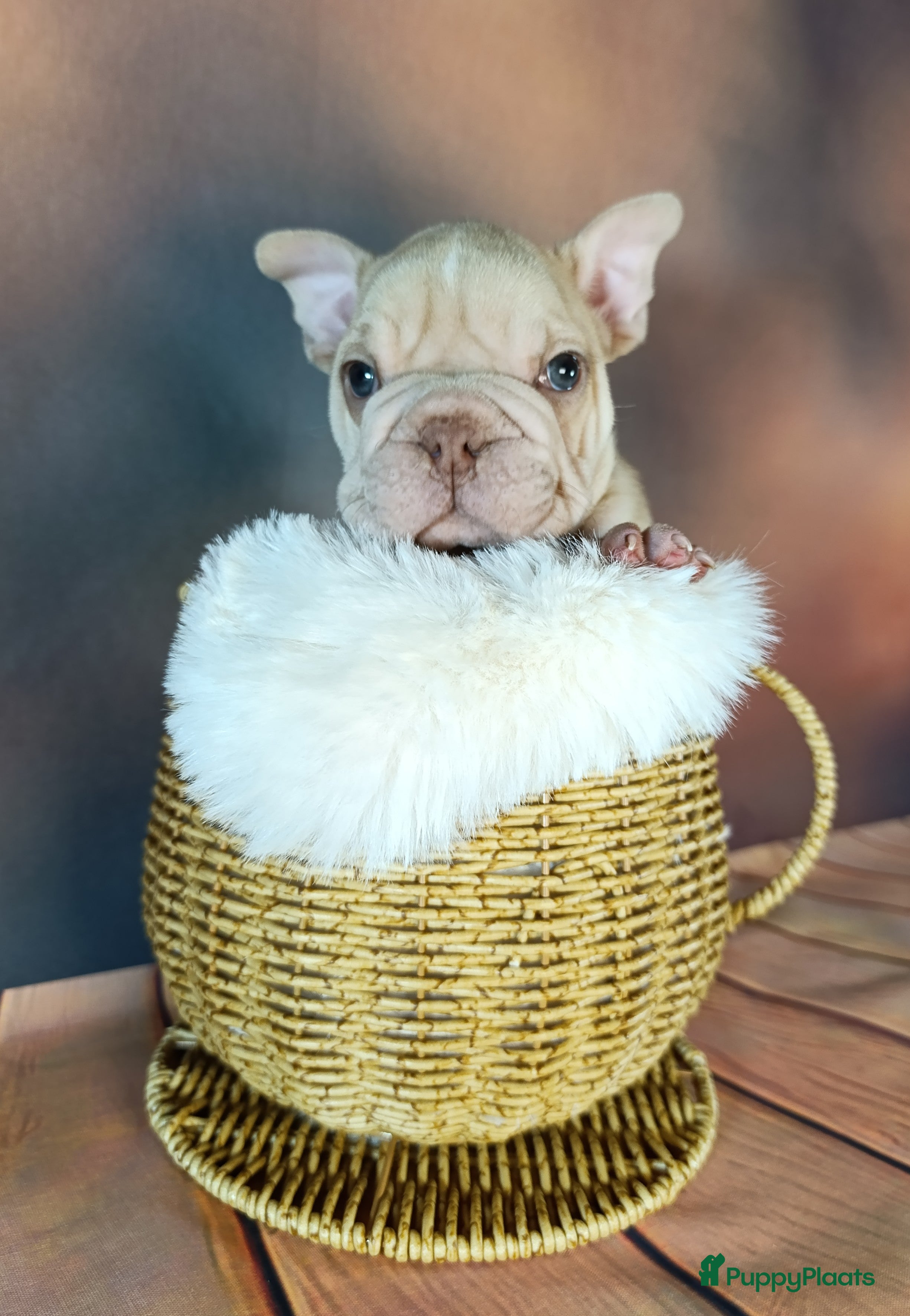 Franse Bulldog honden  Franse bulldog  - Advertentie 2