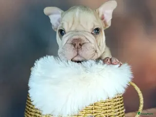 Franse Bulldog honden Franse bulldog - Advertentie 2
