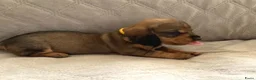 Ruwhaar Teckel honden te koop: Prachtige Standaard Ruwhaar Teckelpuppy’s ,  - Advertentie 7