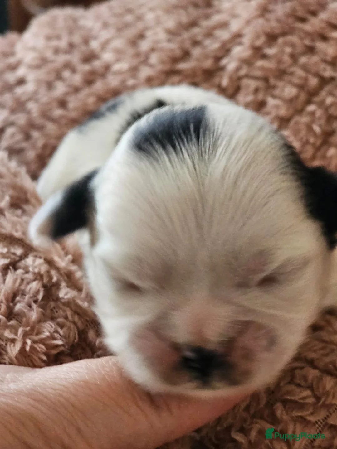 Kruising honden te koop: Boomer pups - Advertentie 5