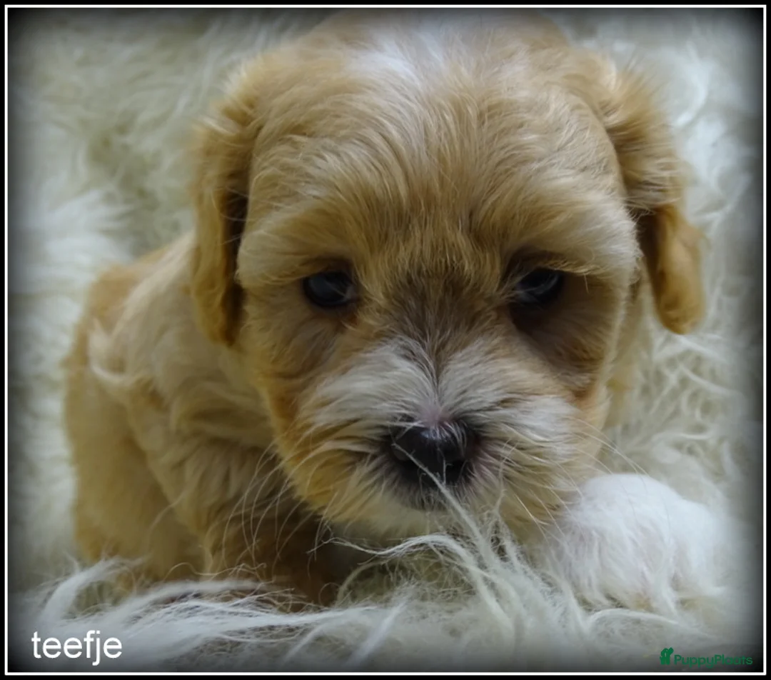Maltipoo honden te koop: Maltipoo F1b pup reutje - Advertentie 6