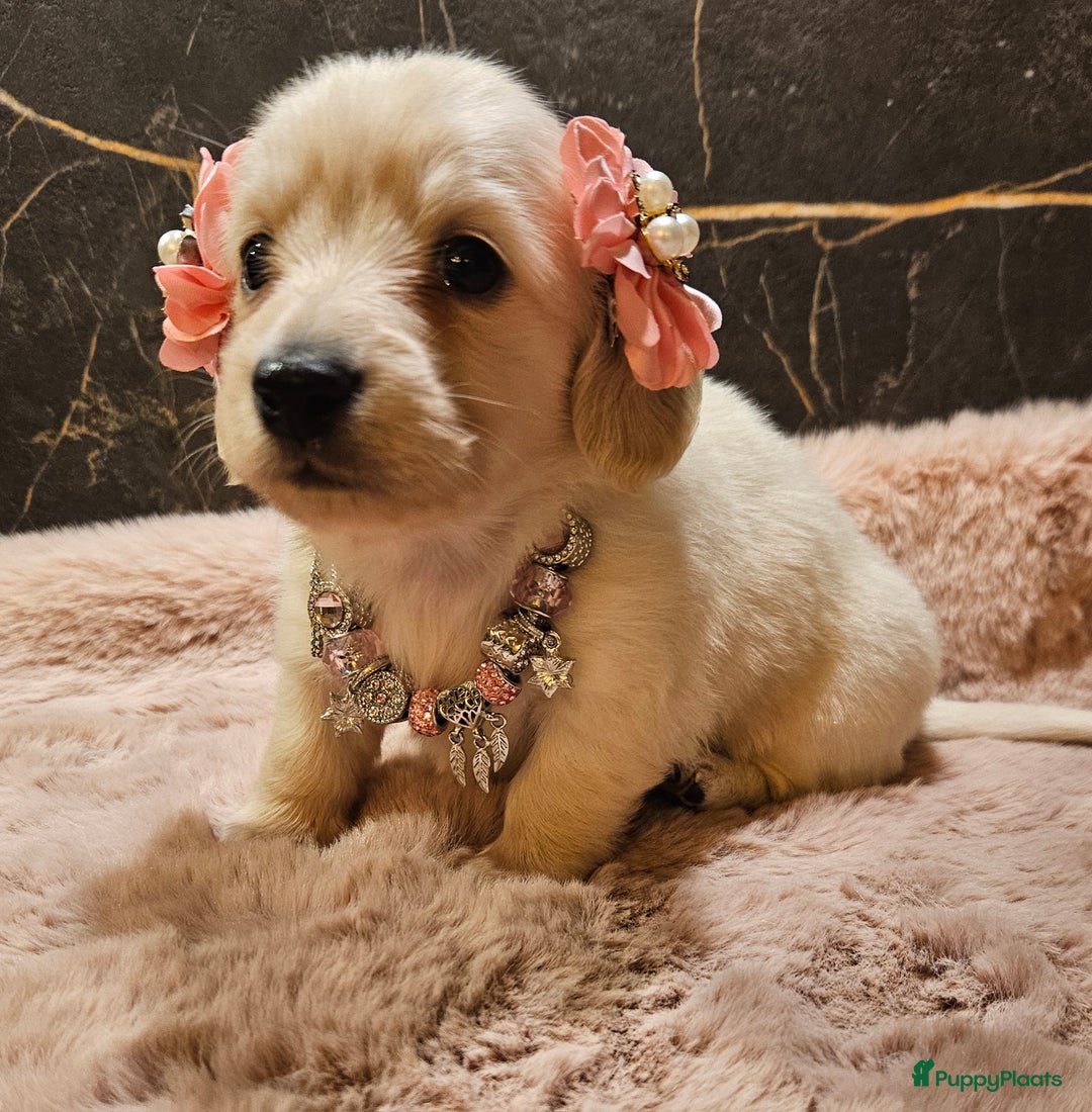 Teckel (langhaar) honden te koop: Schitterende licht blonde kleine teckel pupjes  - Advertentie 5