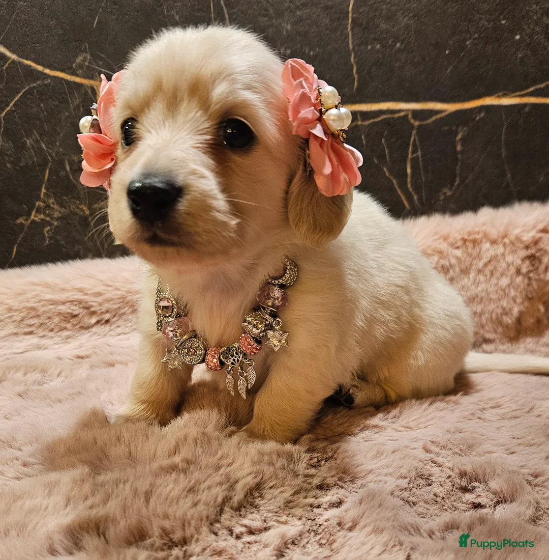 Teckel (langhaar) honden te koop: Schitterende licht blonde kleine teckel pupjes  - Advertentie 5