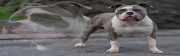 Amerikaanse Bully honden ter dekking: American Bully XL dekreu  - Advertentie 12