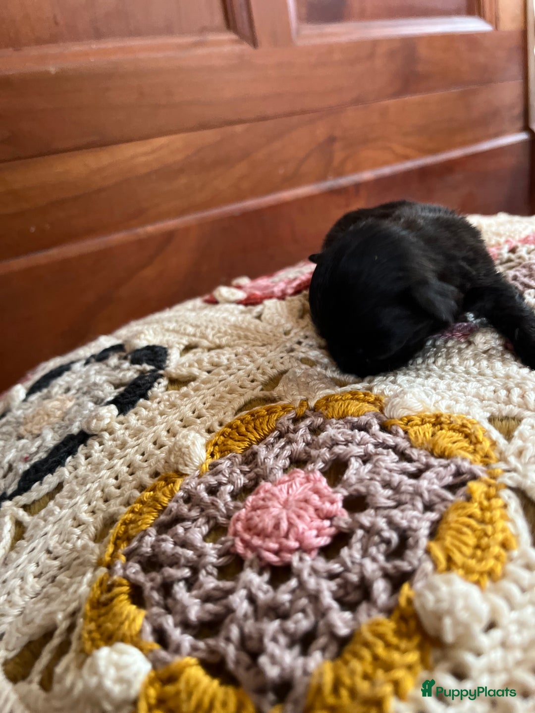 Kruising honden te koop: Kruising Boomer chihuahua !!nog twee beschikbaar!! - Advertentie 13