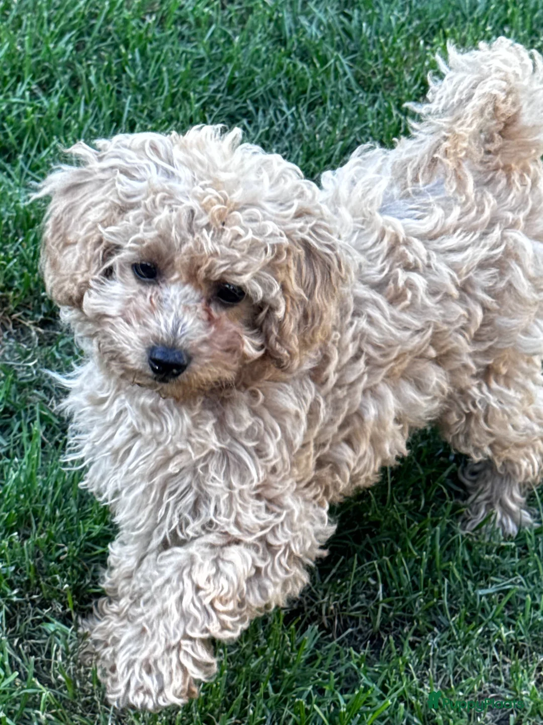 Maltipoo honden te koop: Maltipoo teefje puppy - Advertentie 1