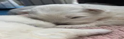 Samojeed honden te koop: Samojeden pups met stamboom - Advertentie 14