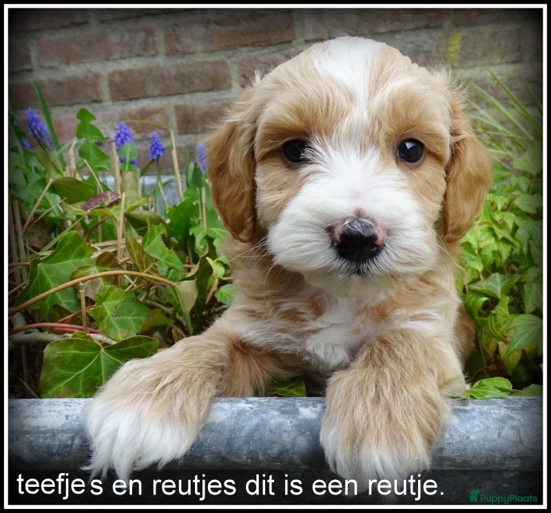 Maltipoo honden Maltipoo F1b pups - Advertentie 1