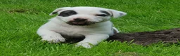 Kruising honden te koop: Border Collie Kruising pups  in Onstwedde - Advertentie 28