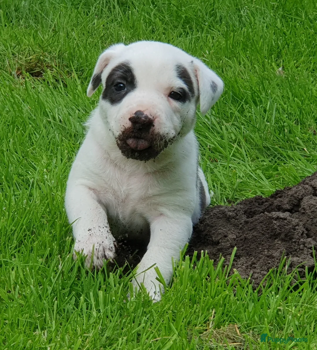 Kruising honden te koop: Border Collie Kruising pups  in Onstwedde - Advertentie 28