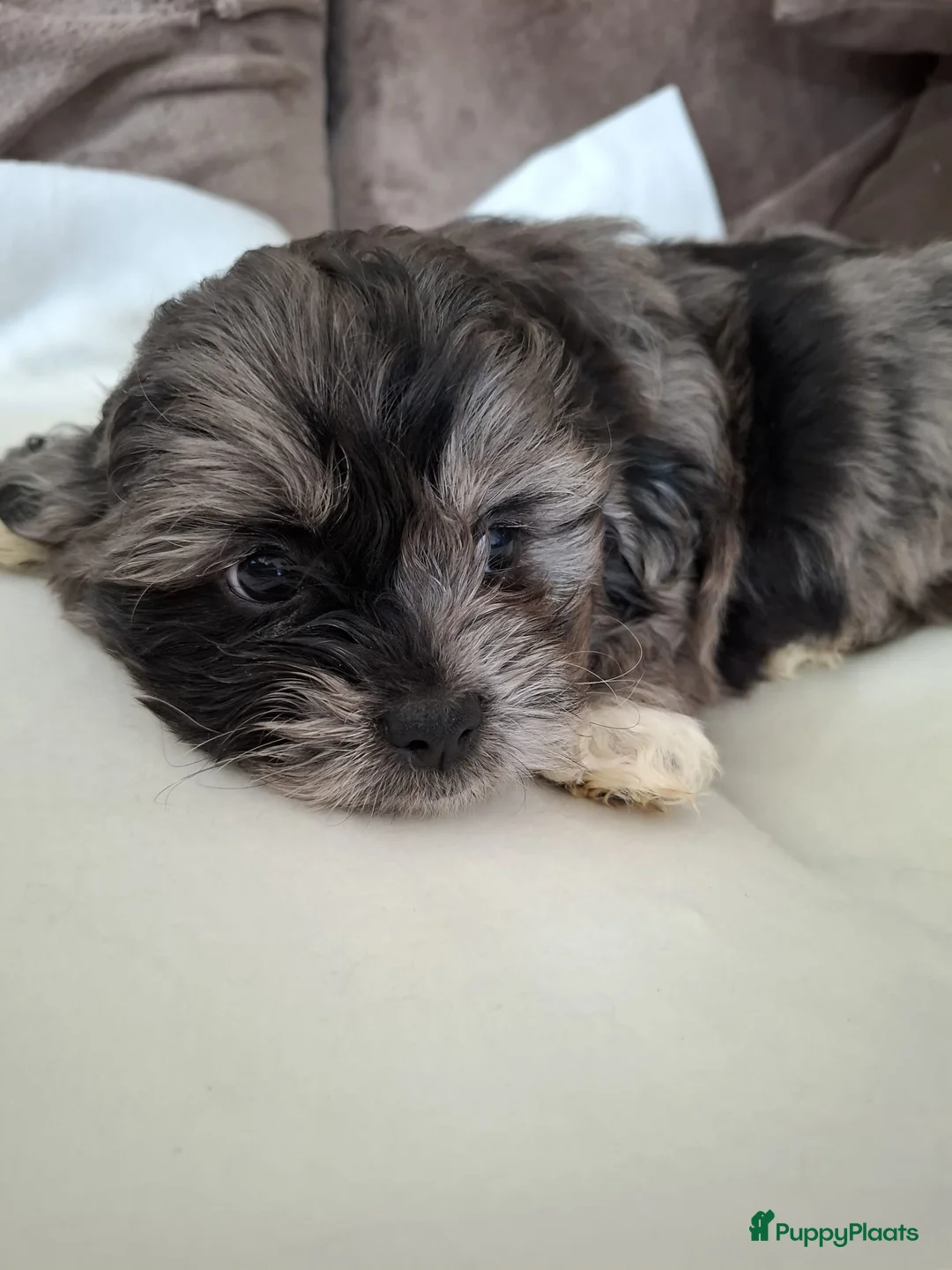 Boomer honden te koop: Drie mooie boomer reutjes  - Advertentie 5