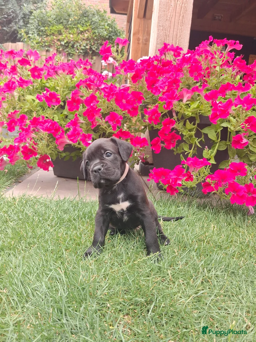 Kruising honden te koop: Unieke leuke kruising Labrador Boxer x Boxer pups. - Advertentie 1