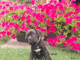 Kruising honden Unieke leuke kruising Labrador Boxer x Boxer pups. - Advertentie 6