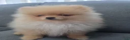 Pomeriaan honden te koop: Schattige Pommeriaan Puppy's  - Advertentie 16