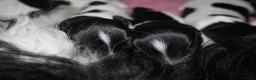 Nederlandse Schapendoes honden te koop: Nederlandse schapendoes - Advertentie 4