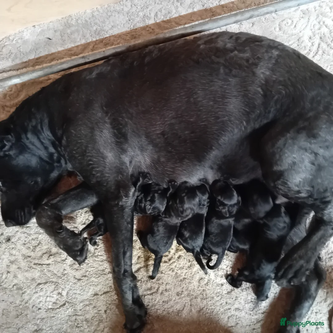 Bouvier des Flandres honden te koop: Bouvier pups - Advertentie 2