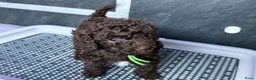 Kruising honden te koop: Prachtige hypoallergene pups ideale gezinshondjes - Advertentie 1