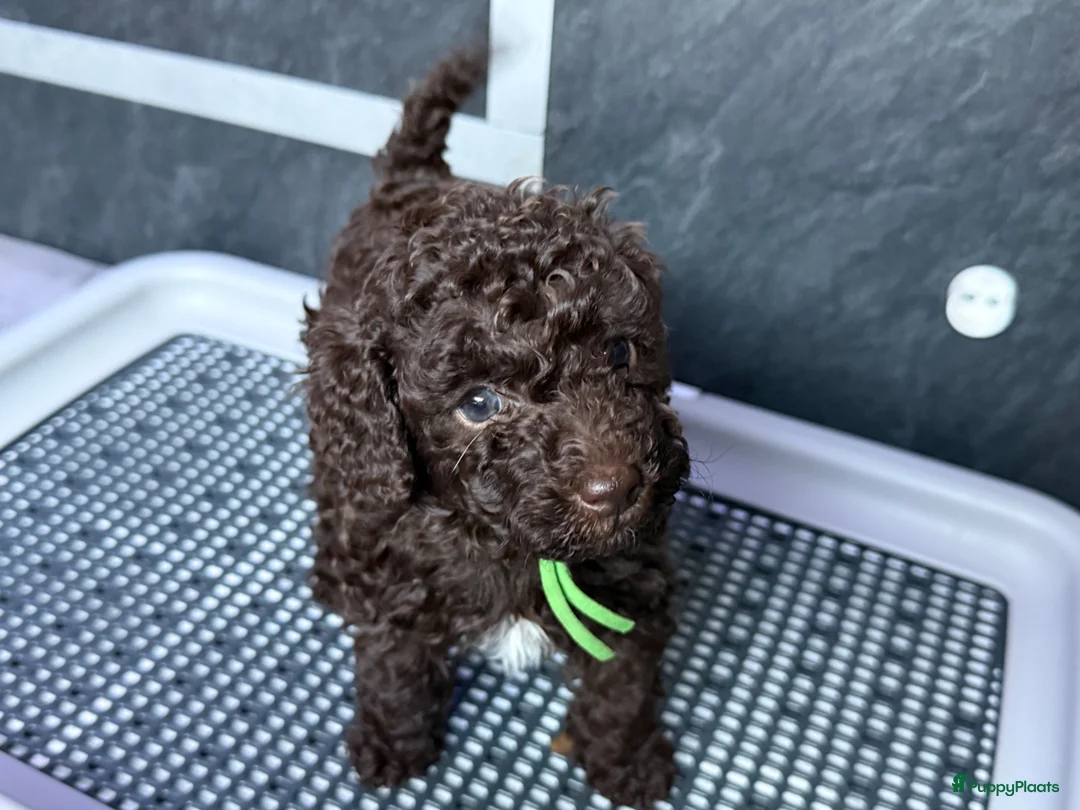 Kruising honden te koop: Prachtige hypoallergene pups ideale gezinshondjes - Advertentie 1