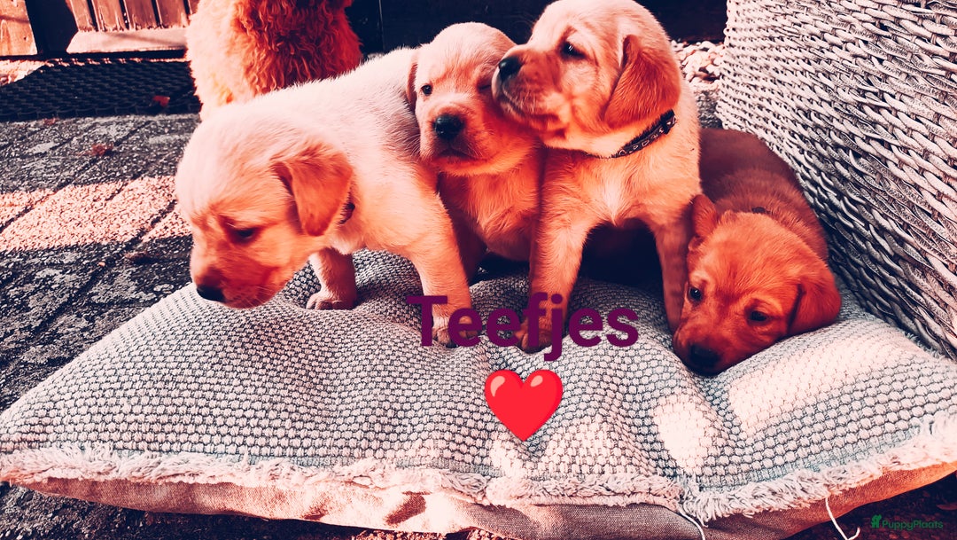 Labrador Retriever honden te koop: RED FOX/BLONDE LABRADORS  GELEGENHEIDS NESTJE ♥️ - Afbeelding 2