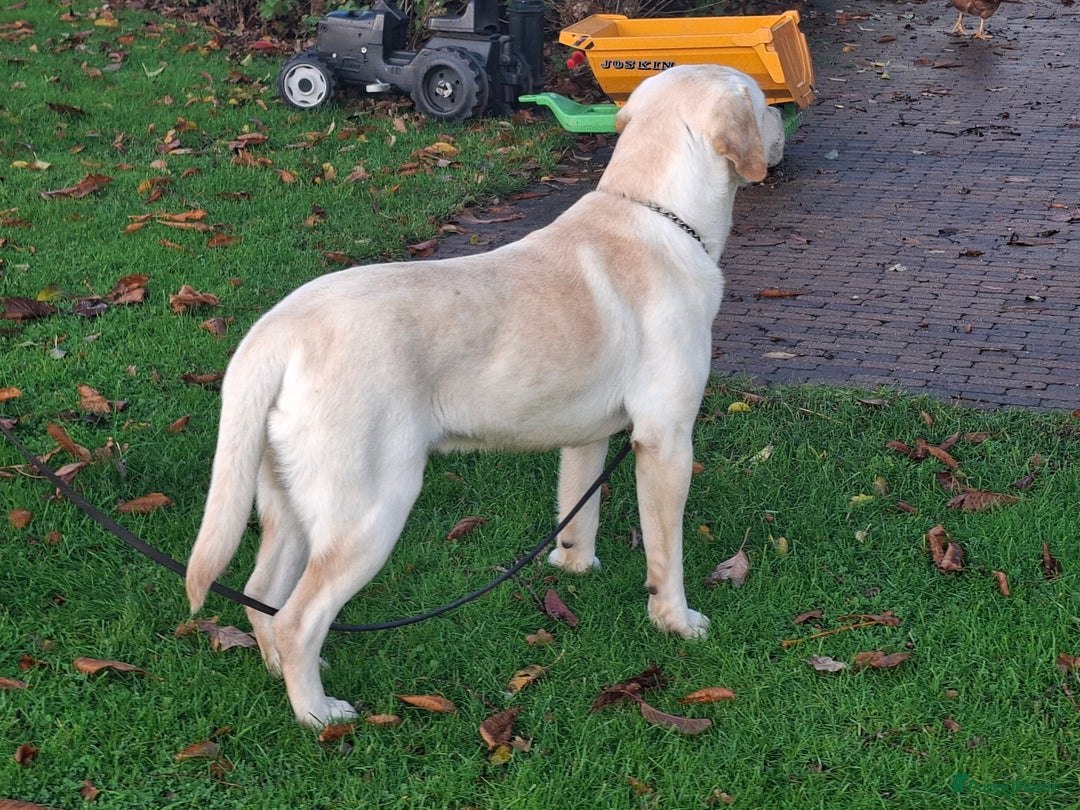 Labrador Retriever honden ter dekking: Staat ter dekking onze Sun.. (reu met papieren) - Advertentie 2