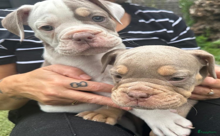 Old English Bulldog honden - Advertentie 2