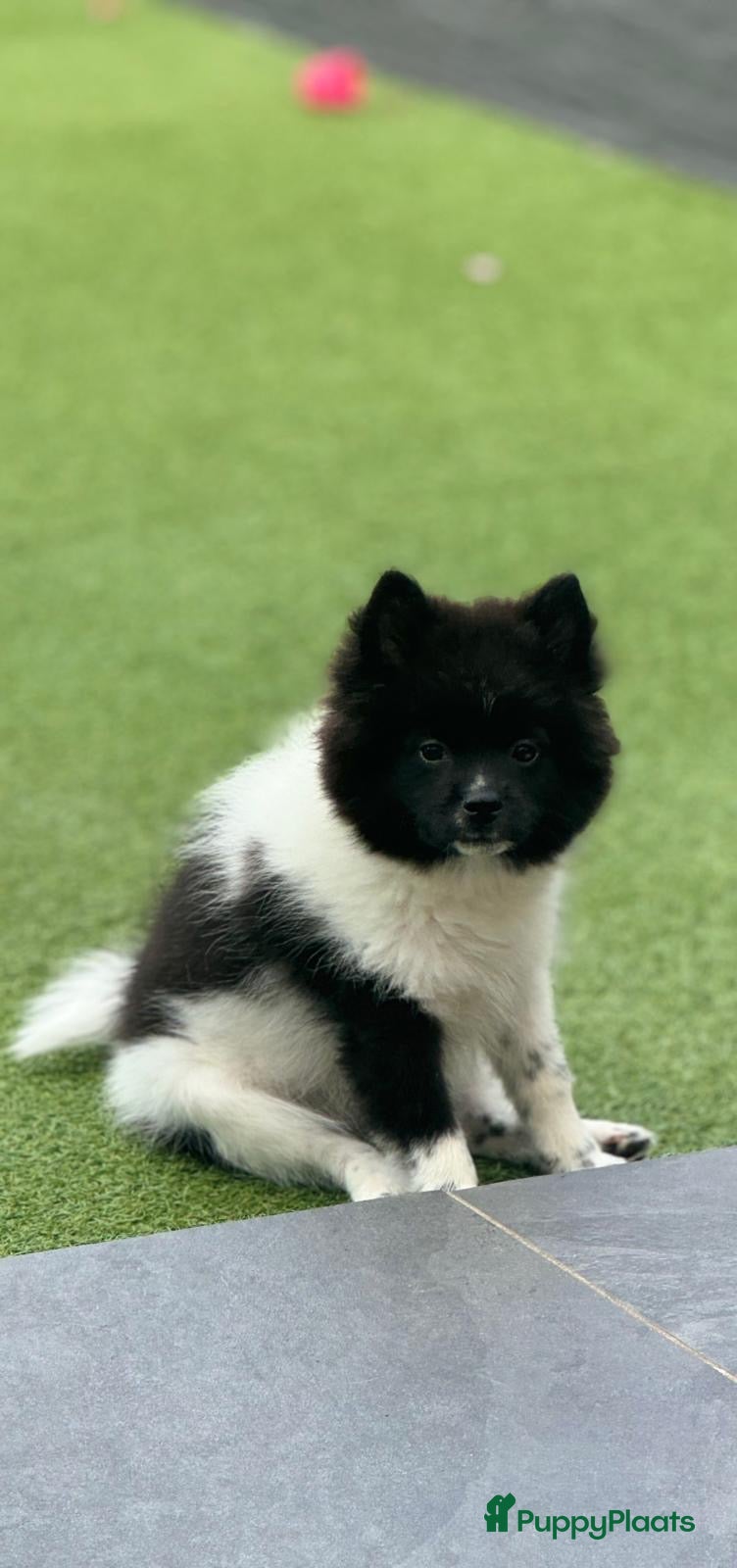 Kruising honden Teddy dog mini Chow Chow  - Advertentie 2