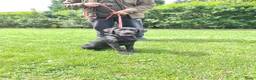 Labrador Retriever honden te koop: Fieldtrial labrador reu - Advertentie 4