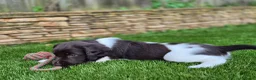 Heidewachtel honden te koop: Prachtige Heidewachtel puppy's aangeboden - Advertentie 12