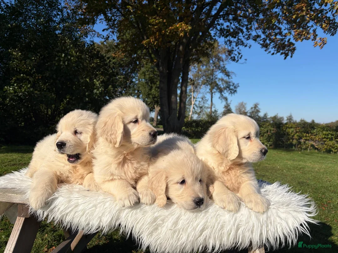 Golden Retriever honden te koop: Prachtig nestje Golden Retrievers aangeboden - Advertentie 15