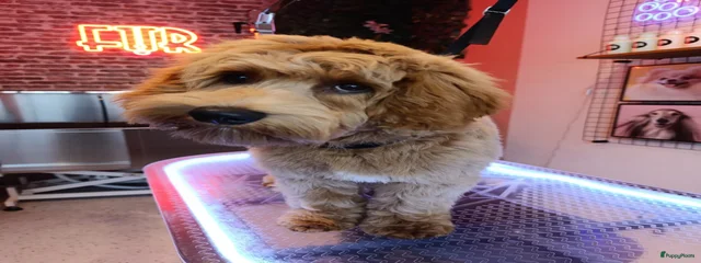 Cookie 