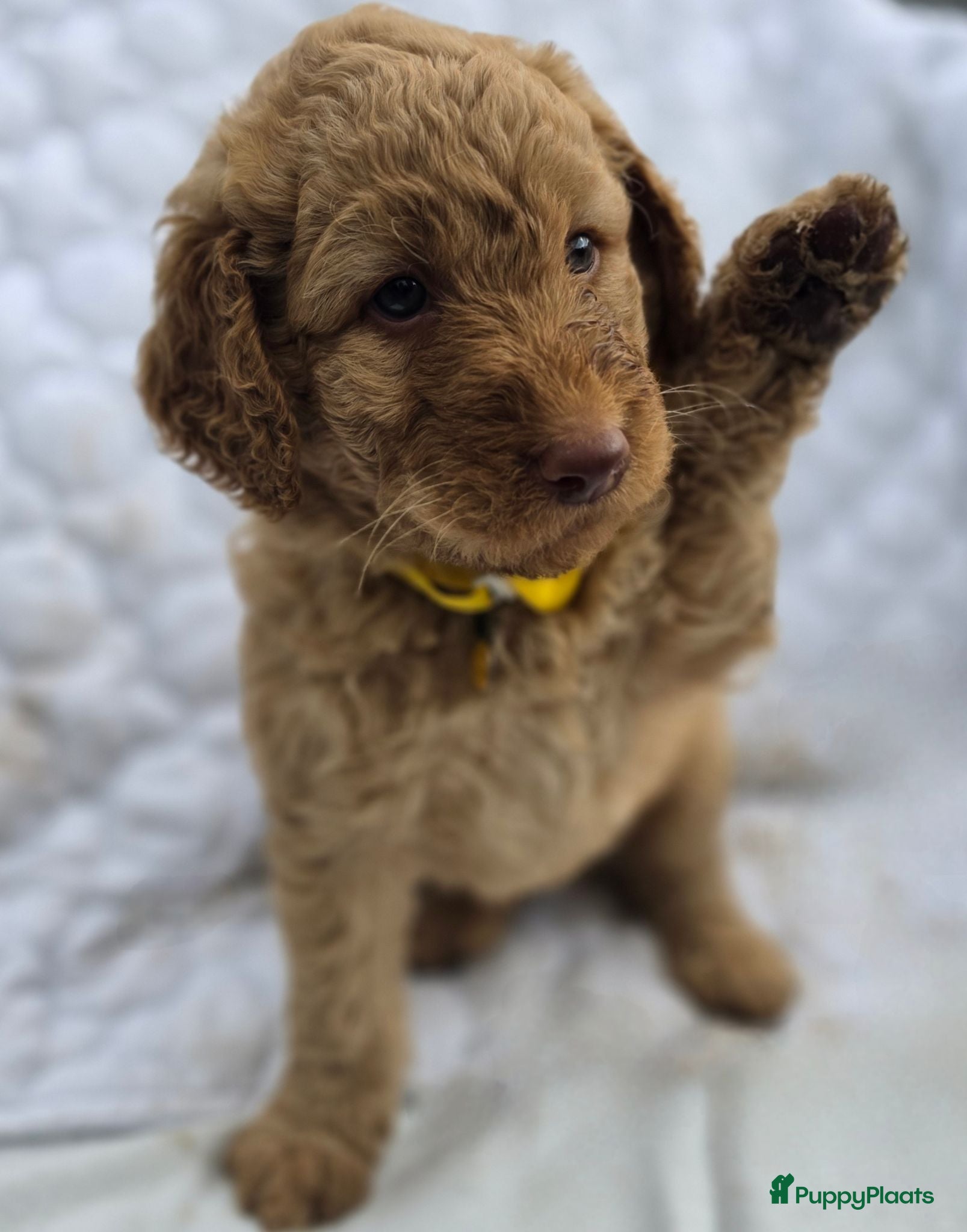 Labradoodle honden Super fijne multigen half Australian doodles🥰 - Advertentie 1