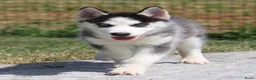 Siberische Husky honden te koop: Husky pup - Advertentie 8