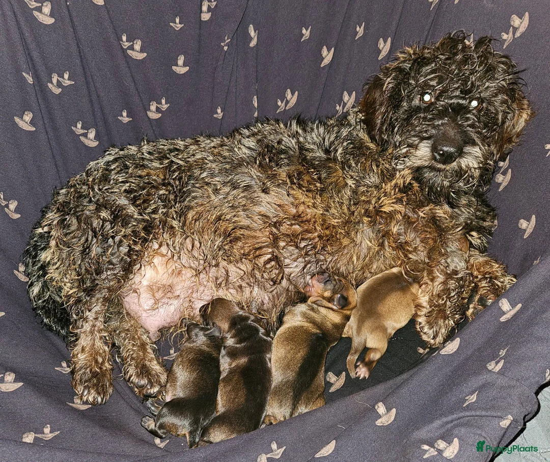 Ruwhaar Teckel honden te koop: Teckel pups ruwhaar - Advertentie 25