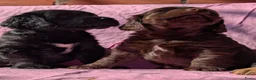 Kruising honden te koop: Kr .engelsecockerspaniel pups  - Advertentie 4