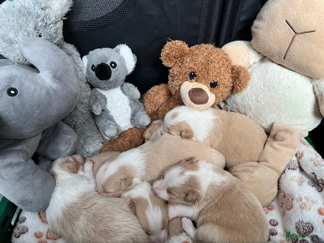 Border Collie honden te koop: Nestje EE-red border collie pups. - Advertentie 12